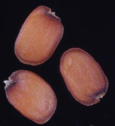 Cardamine basicola. Seeds.
 Image: P.B. Heenan © Landcare Research 2019 CC BY 3.0 NZ